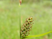 Carex tomentosa 14, Viltzegge-Saxifraga-Rutger Barendse