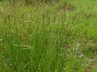 Carex tomentosa 15, Viltzegge-Saxifraga-Rutger Barendse