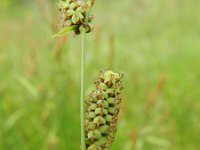 Carex tomentosa 16, Viltzegge-Saxifraga-Rutger Barendse