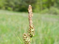 Carex tomentosa 17, Viltzegge-Saxifraga-Rutger Barendse