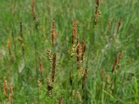 Carex tomentosa 18, Viltzegge-Saxifraga-Rutger Barendse