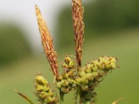 Carex tomentosa 2, Viltzegge, Saxifraga-Branko Bakan