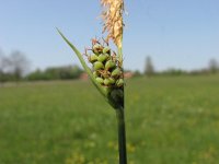 Carex tomentosa 3, Viltzegge, Saxifraga-Jasenka Topic