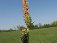 Carex tomentosa 4, Viltzegge, Saxifraga-Jasenka Topic