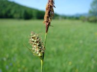 Carex tomentosa 5, Viltzegge, Saxifraga-Jasenka Topic