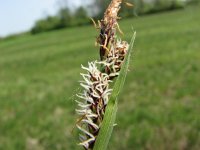 Carex tomentosa 6, Viltzegge, Saxifraga-Jasenka Topic