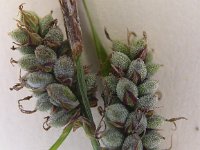 Carex tomentosa 8, Viltzegge, Saxifraga-Peter Meininger