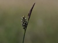 Carex tomentosa 9, Viltzegge, Saxifraga-Peter Meininger