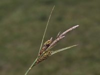 Carex trinervis