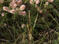 Carex trinervis 12, Drienervige zegge, Saxifraga-Hans Boll