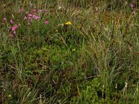 Carex trinervis 13, Drienervige zegge, Saxifraga-Hans Boll