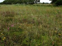 Carex trinervis 14, Drienervige zegge, Saxifraga-Hans Boll
