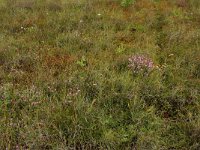 Carex trinervis 15, Drienervige zegge, Saxifraga-Hans Boll