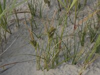 Carex trinervis 16, Drienervige zegge, Saxifraga-Hans Boll