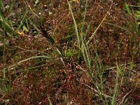 Carex trinervis 17, Drienervige zegge, Saxifraga-Hans Boll