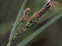 Carex trinervis 2, Drienervige zegge, Saxifraga-Peter Meininger