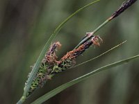 Carex trinervis 3, Drienervige zegge, Saxifraga-Peter Meininger