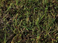 Carex trinervis 4, Drienervige zegge, Saxifraga-Hans Boll