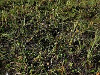 Carex trinervis 5, Drienervige zegge, Saxifraga-Hans Boll