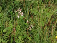 Carex trinervis 7, Drienervige zegge, Saxifraga-Hans Boll