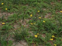 Carex trinervis 8, Drienervige zegge, Saxifraga-Hans Boll