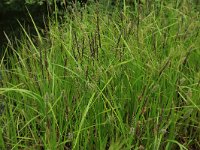 Carex vesicaria 13, Blaaszegge, Saxifraga-Hans Boll