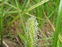 Carex vesicaria 4, Blaaszegge, Saxifraga-Jasenka Topic