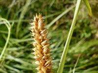 Carex vesicaria 5, Blaaszegge, Saxifraga-Jasenka Topic