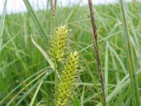 Carex vesicaria 6, Blaaszegge, Saxifraga-Jasenka Topic