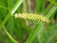Carex vesicaria 7, Blaaszegge, Saxifraga-Jasenka Topic