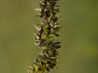 Carex vulpina 1, Voszegge, Saxifraga-Marijke Verhagen