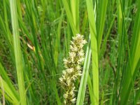 Carex vulpina 2, Voszegge, Saxifraga-Jasenka Topic
