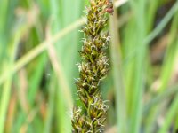Carex vulpina 3, Voszegge, Saxifraga-Jasenka Topic