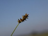 Carex vulpina 5, Voszegge, Saxifraga-Peter Meininger
