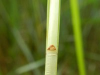 Carex vulpinoidea 4, Ribbelzegge, Saxifraga-Rutger Barendse