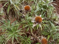 Carlina salicifolia 2, Saxifraga-Ed Stikvoort