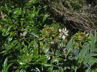 Carlina salicifolia 3, Saxifraga-Jeroen Willemsen