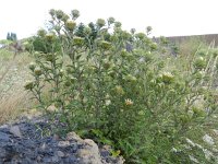Carlina vulgaris 17, Driedistel, Saxifraga-Rutger Barendse