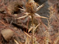 Carlina xeranthemoides 7, Saxifraga-Ed Stikvoort