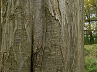 Carpinus betulus 16, Haagbeuk, Saxifraga-Hans Boll