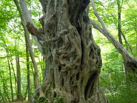 Haagbeuk  Stam haagbeuk in Hasbruch Uhrwald(BRD) : Carpinus betulus