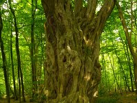 Haagbeuk  haagbeuk in Hasbruch-Uhrwald(BRD) : Carpinus betulus