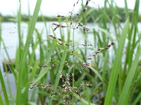 Catabrosa aquatica 4, Watergras, Saxifraga-Jelle van Dijk