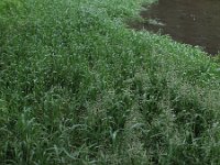 Catabrosa aquatica 1, Watergras, Saxifraga-Rutger Barendse