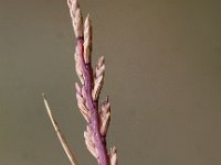 Catapodium marinum 3, Laksteeltje, Saxifraga-Peter Meininger