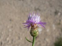 Centaurea cristata 2, Saxifraga-Jasenka Topic