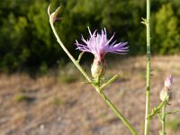 Centaurea cristata 4, Saxifraga-Jasenka Topic
