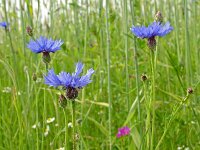 Centaurea cyanus 1, Korenbloem, Saxifraga-Hans Dekker