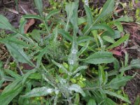 Centaurea cyanus 21, Korenbloem, Saxifraga-Rutger Barendse
