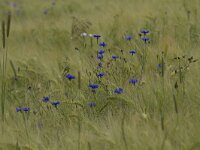 Centaurea cyanus 68, Korenbloem, Saxifraga-Jan Nijendijk